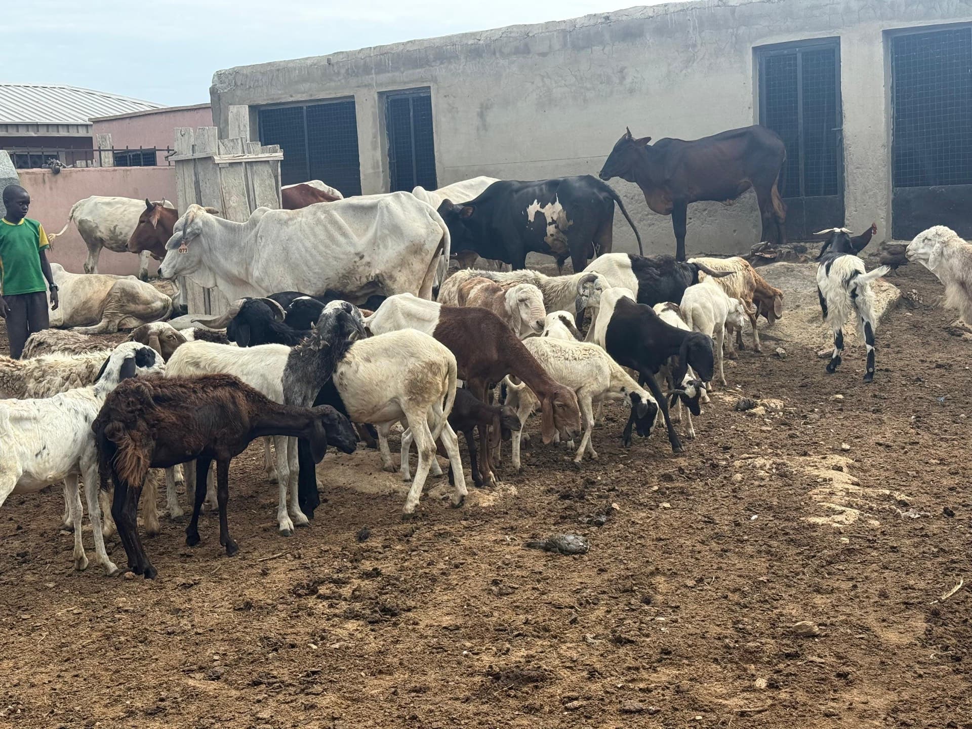 Cattle, goats, and sheep at an Al-Sukhaam Livestock pen