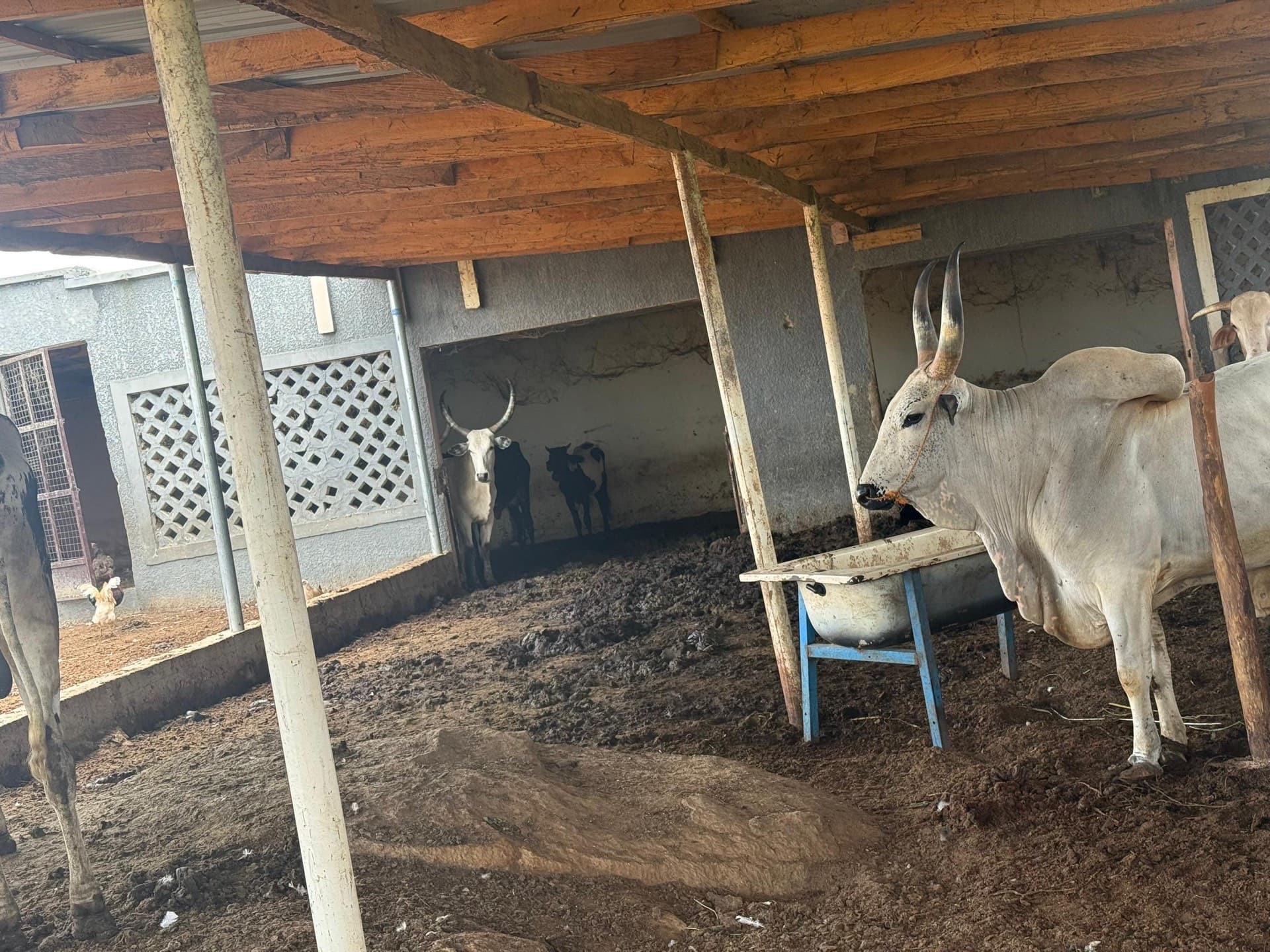 Livestock raised by Al-Sukhaam Livestock in Nigeria