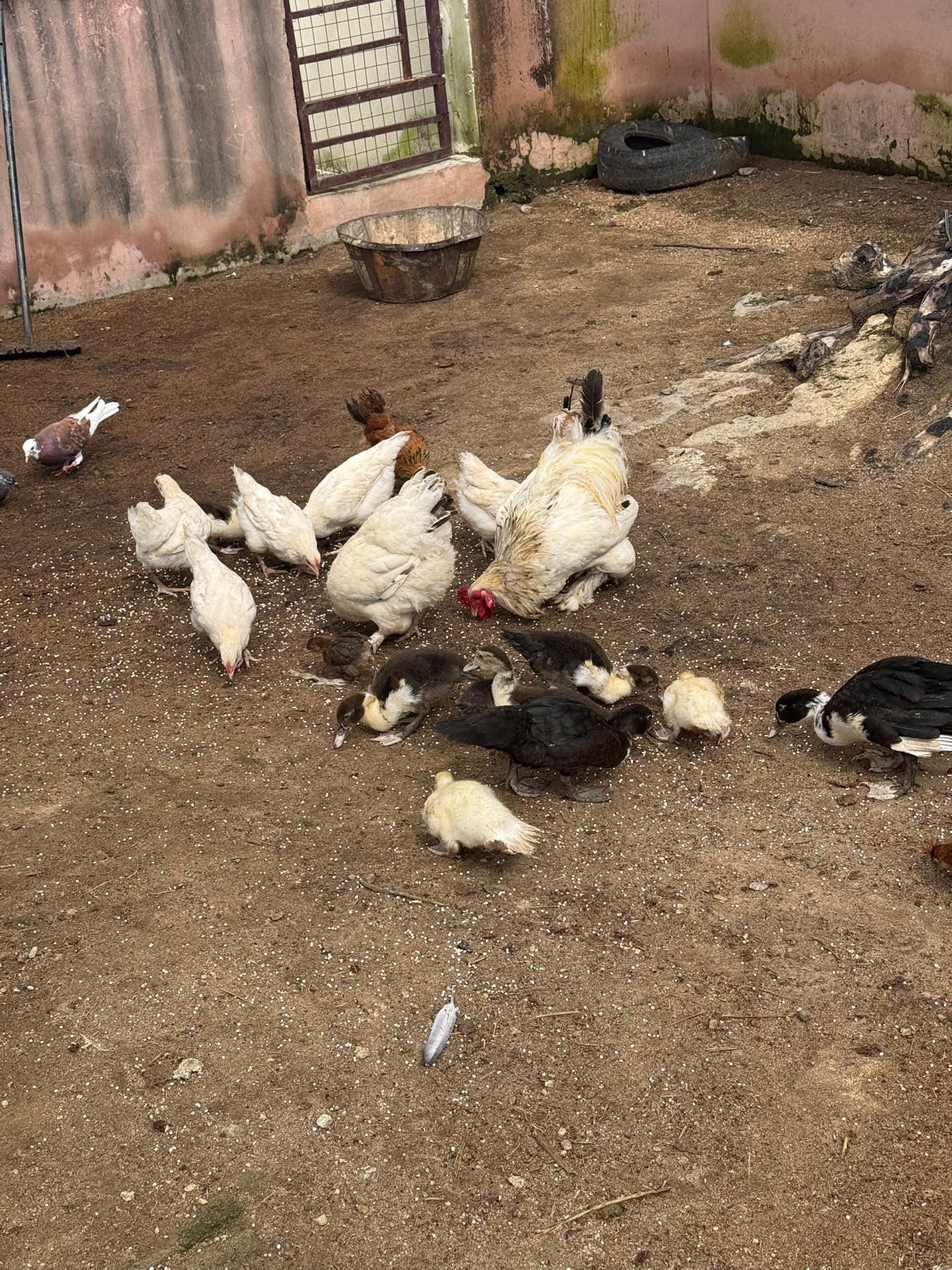 Livestock raised by Al-Sukhaam Livestock in Nigeria