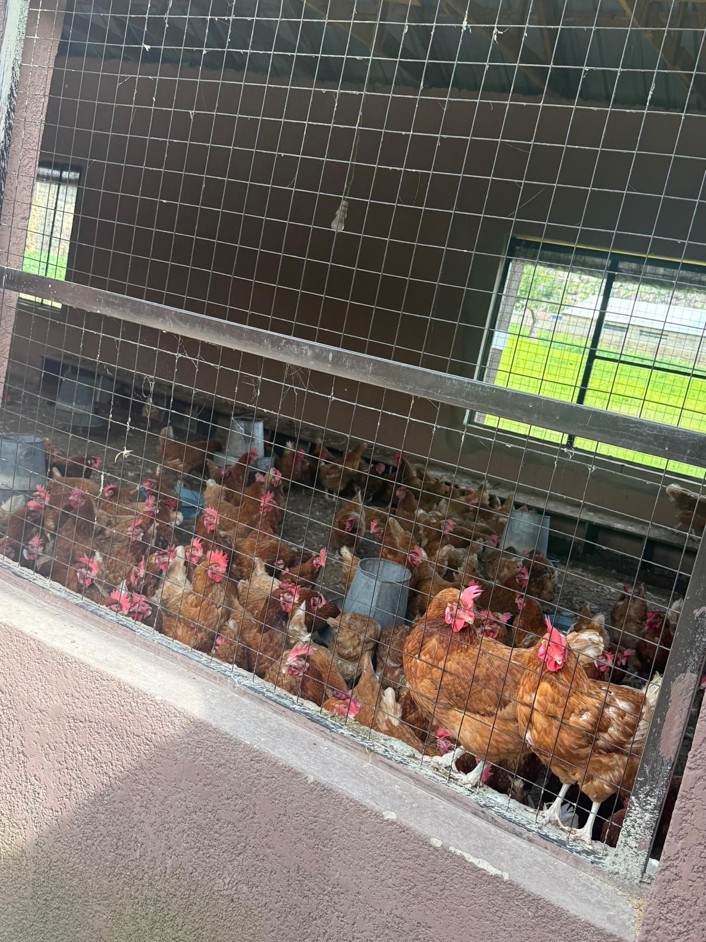 Livestock raised by Al-Sukhaam Livestock in Nigeria