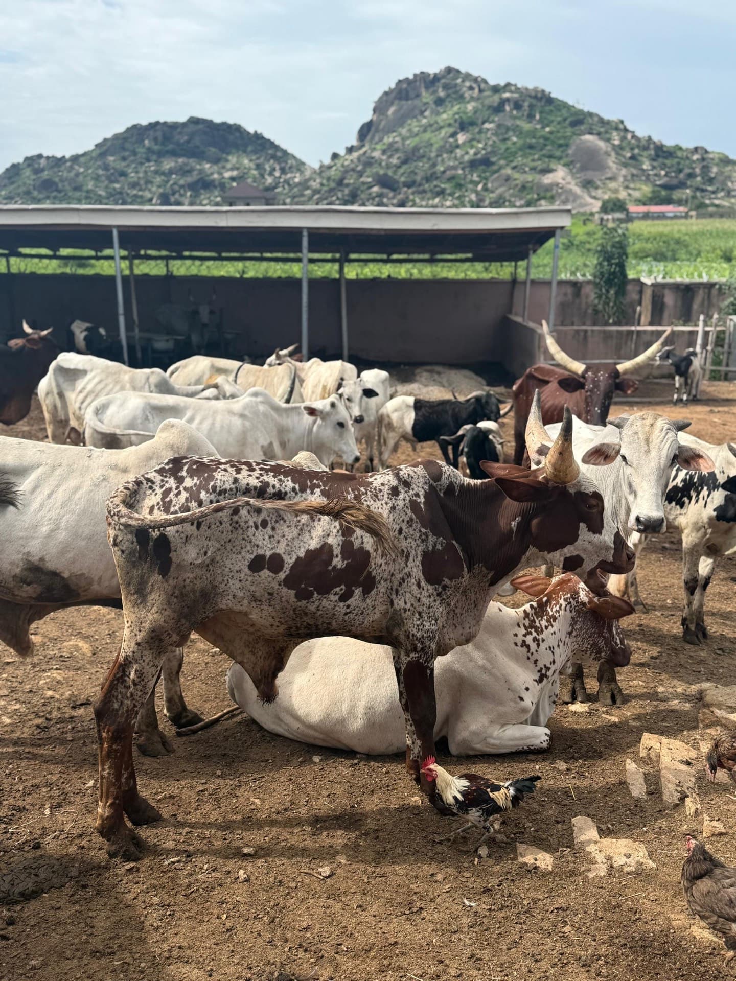 Livestock raised by Al-Sukhaam Livestock in Nigeria