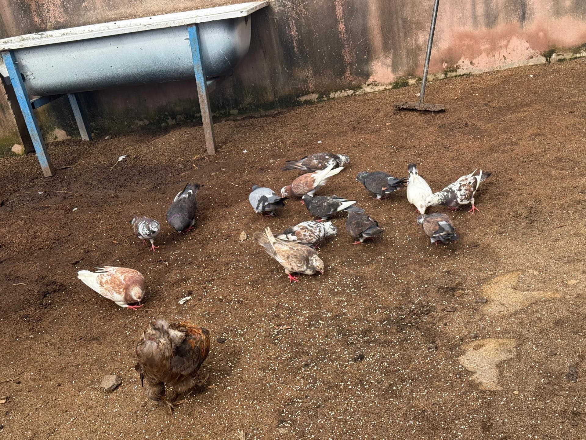Livestock raised by Al-Sukhaam Livestock in Nigeria