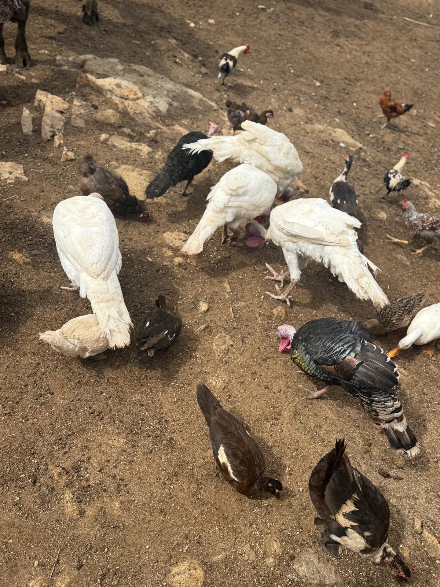 Livestock raised by Al-Sukhaam Livestock in Nigeria