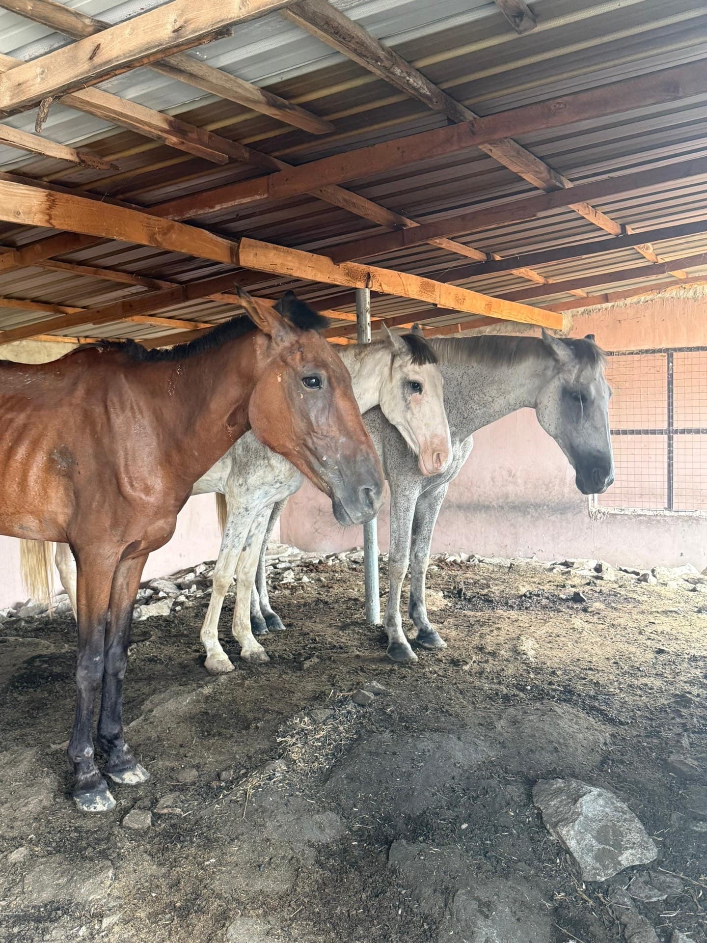Livestock raised by Al-Sukhaam Livestock in Nigeria