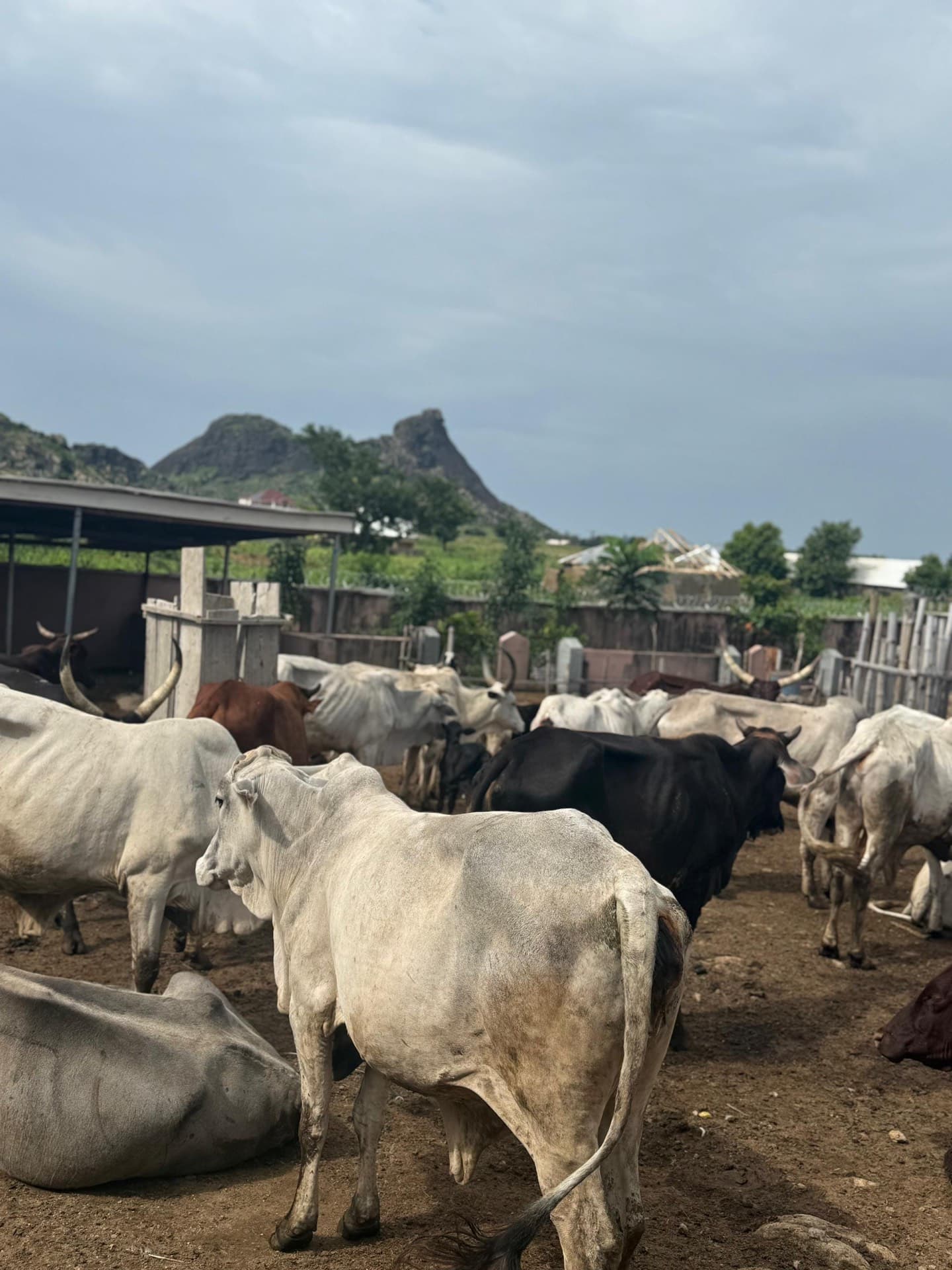 Livestock raised by Al-Sukhaam Livestock in Nigeria