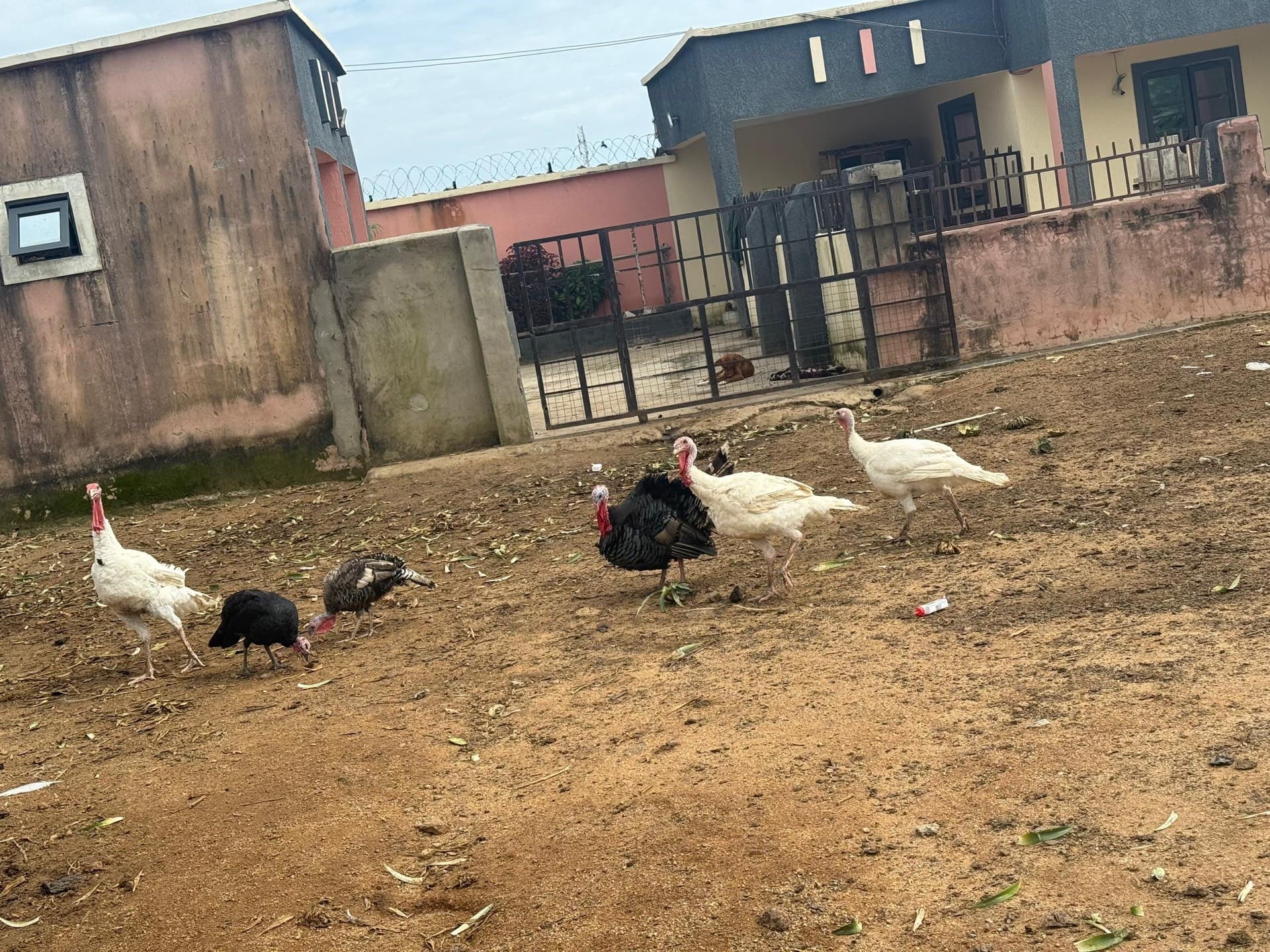 Livestock raised by Al-Sukhaam Livestock in Nigeria