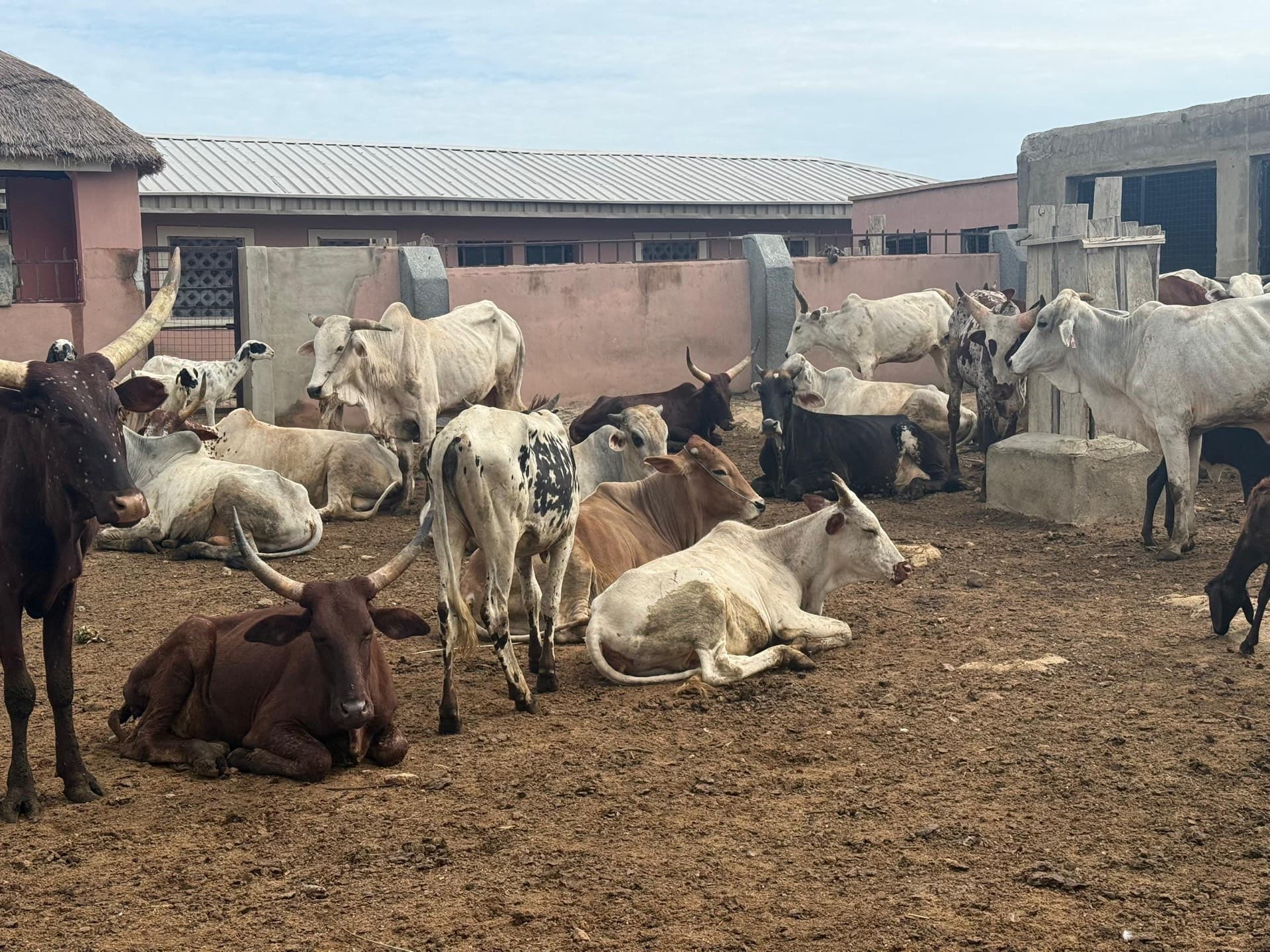 Livestock