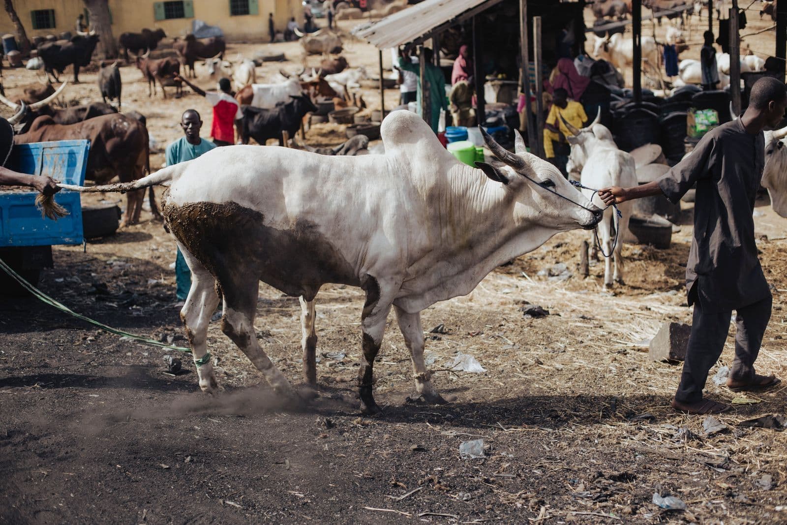 Livestock