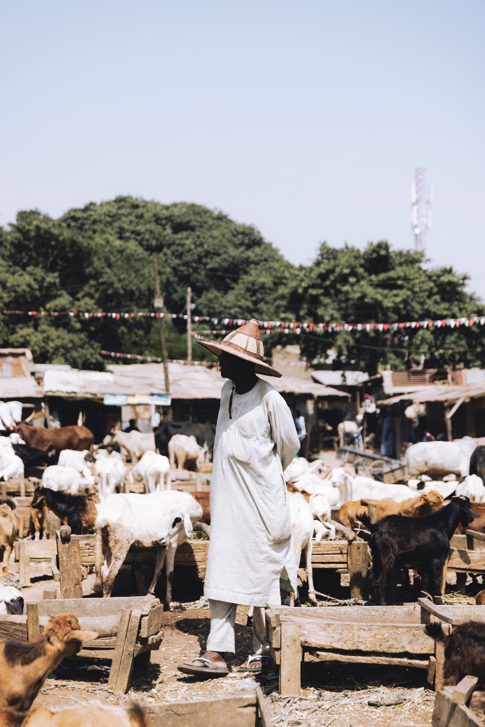 Livestock trade at a Nigerian market