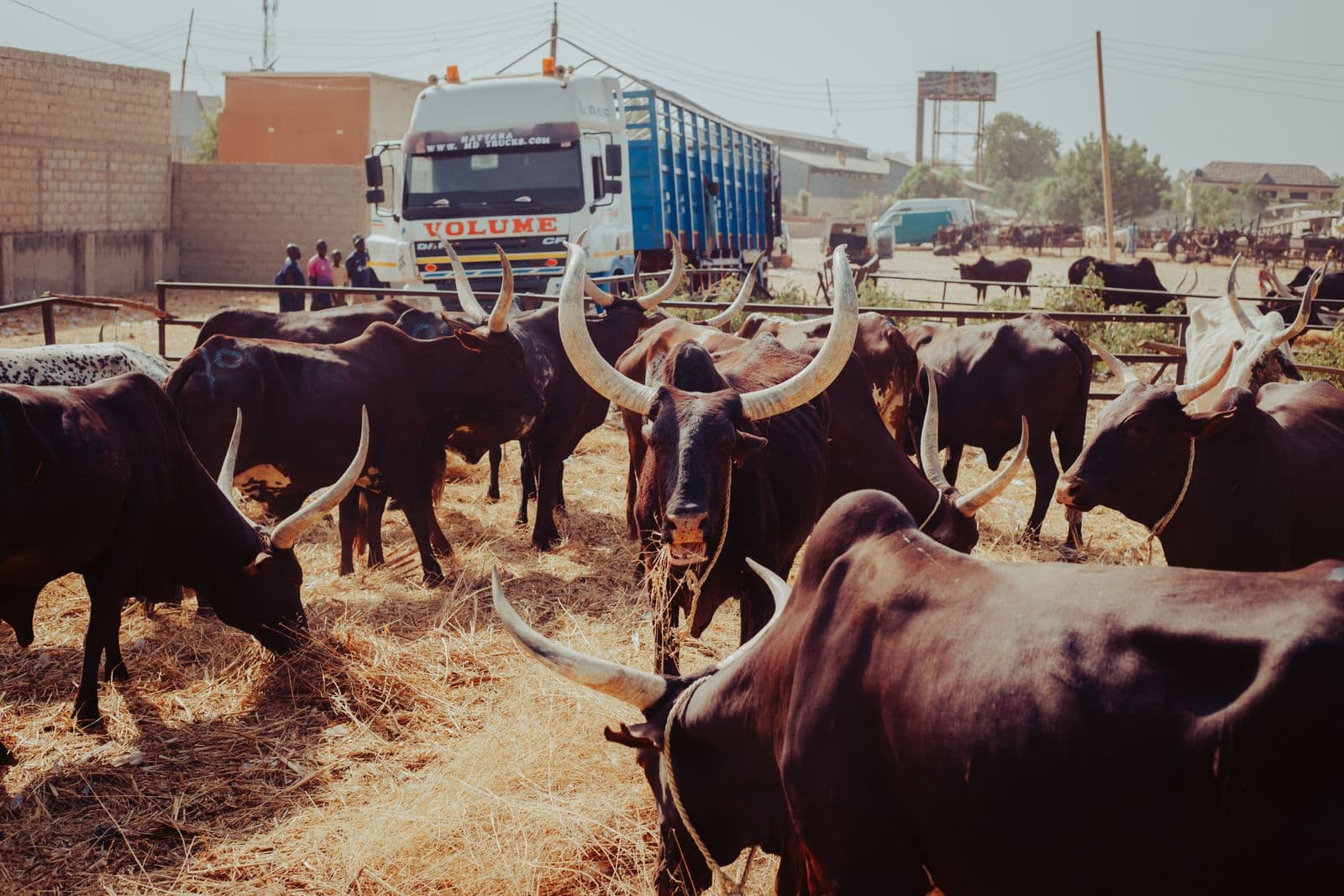 Livestock trade at a Nigerian market