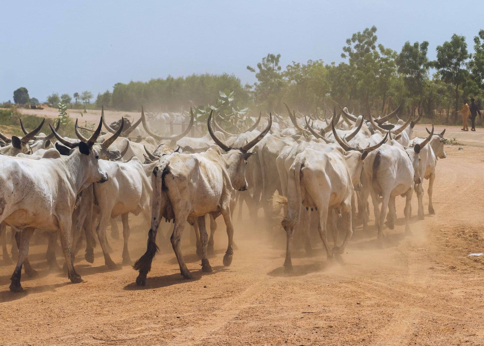 Livestock trade at a Nigerian market