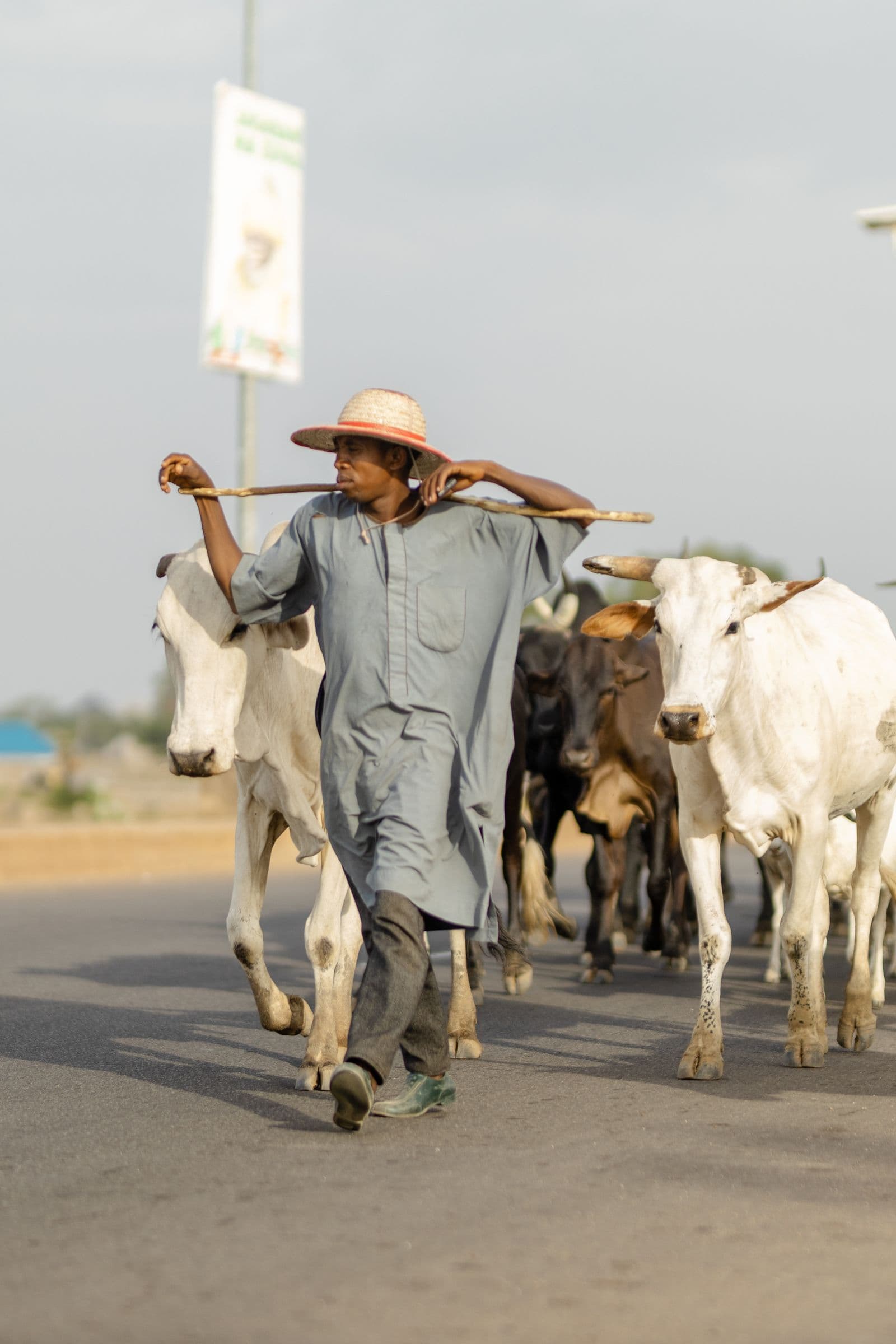 Livestock trade at a Nigerian market